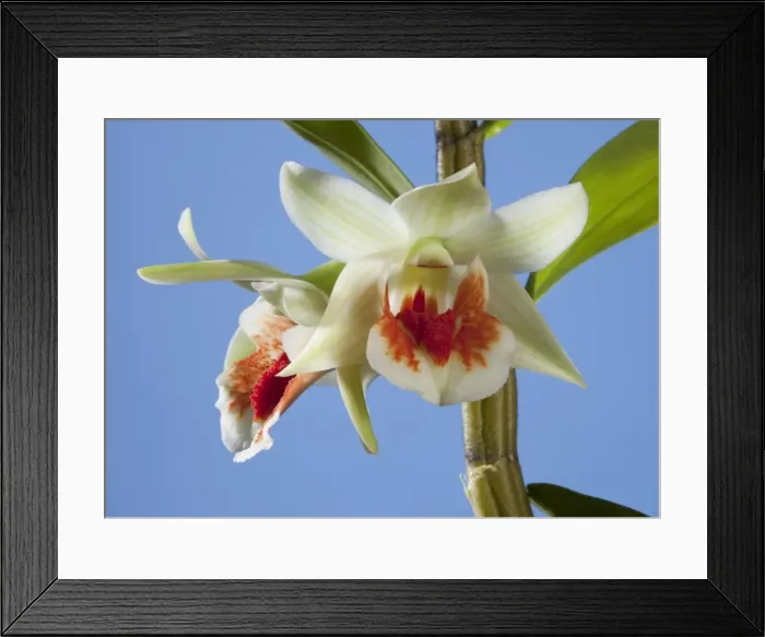 Framed Print : Picture No. 10896542