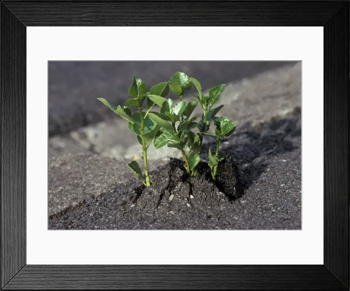 Framed Print : Picture No. 10896537 Framed Print : Picture No. 10896537