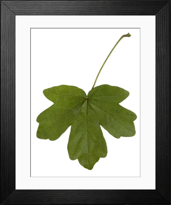 Framed Print : Picture No. 10896544 Framed Print : Picture No. 10896544