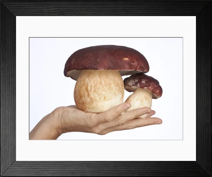 Framed Print : Picture No. 10896546 Framed Print : Picture No. 10896546
