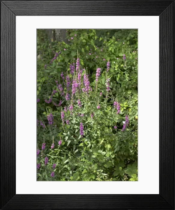 Framed Print : Picture No. 10896536 Framed Print : Picture No. 10896536
