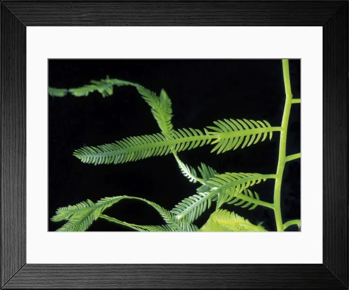 Framed Print : Picture No. 10896543 Framed Print : Picture No. 10896543