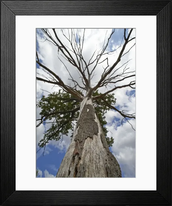 Framed Print : Picture No. 10896547 Framed Print : Picture No. 10896547