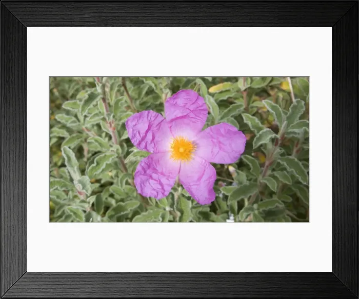Framed Print : Picture No. 10896548 Framed Print : Picture No. 10896548