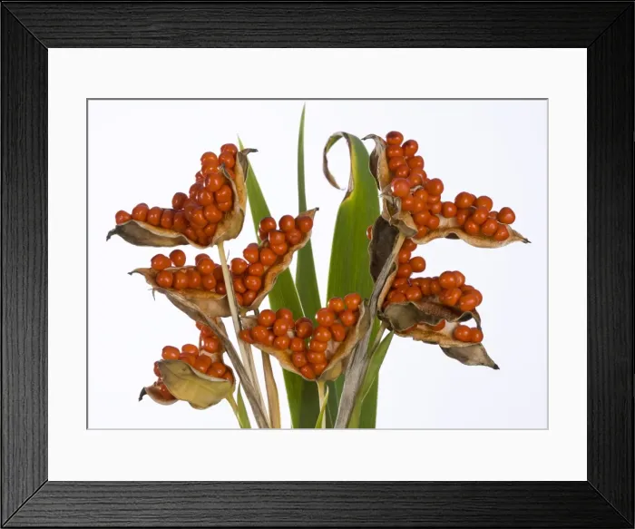 Framed Print : Picture No. 10896550