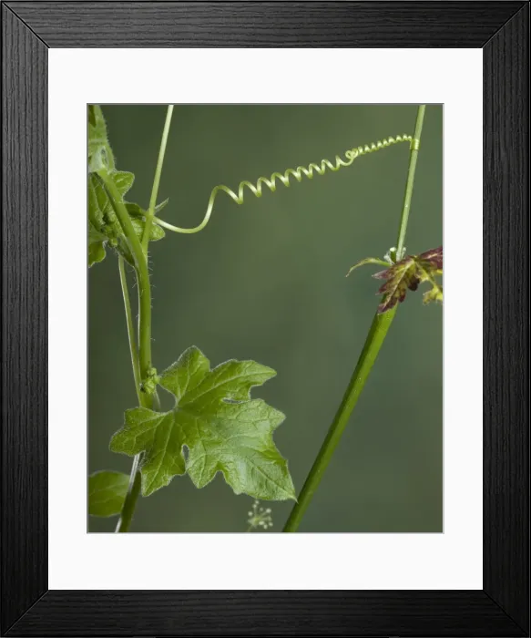 Framed Print : Picture No. 10896552 Framed Print : Picture No. 10896552
