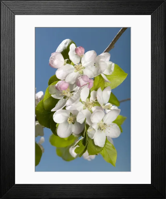 Framed Print : Picture No. 10896551 Framed Print : Picture No. 10896551