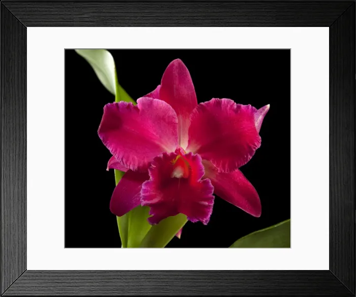 Framed Print : Picture No. 10896549 Framed Print : Picture No. 10896549