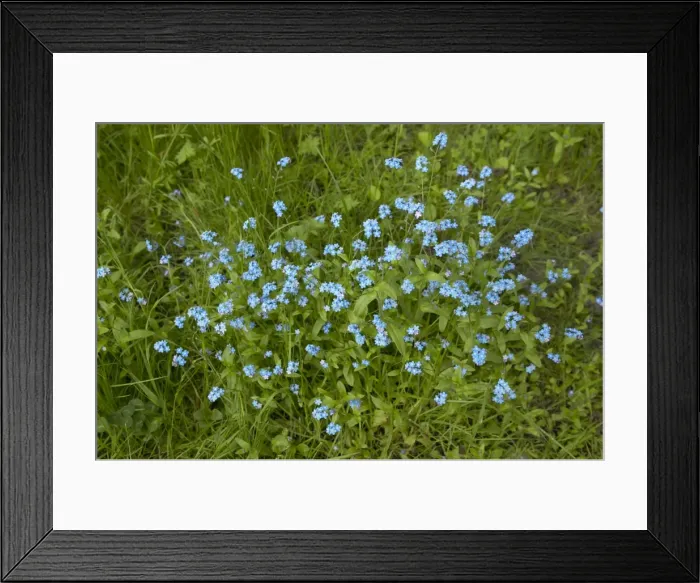 Framed Print : Picture No. 10896555 Framed Print : Picture No. 10896555