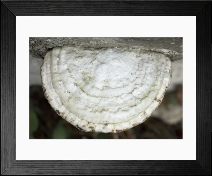 Framed Print : Picture No. 10896558 Framed Print : Picture No. 10896558
