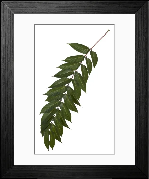 Framed Print : Picture No. 10896559 Framed Print : Picture No. 10896559
