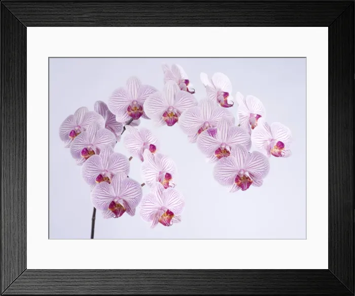 Framed Print : Picture No. 10896561 Framed Print : Picture No. 10896561