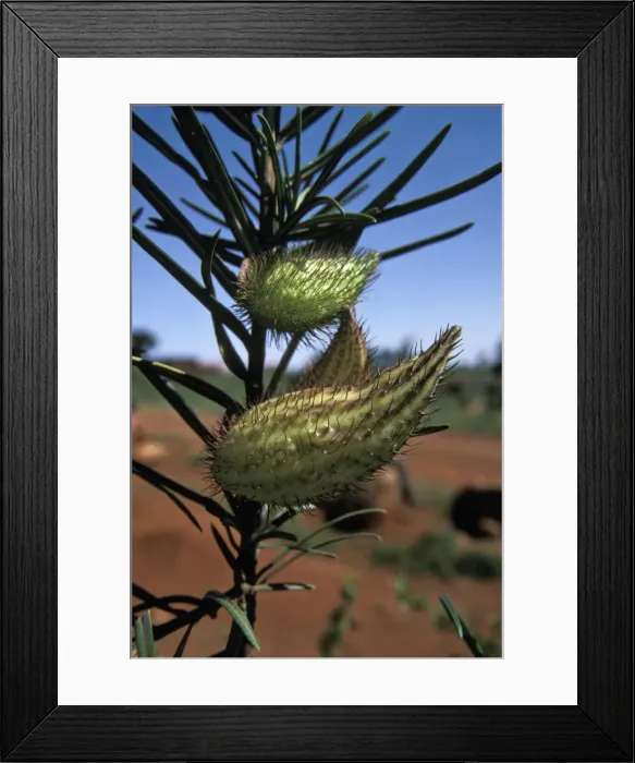 Framed Print : Picture No. 10896554