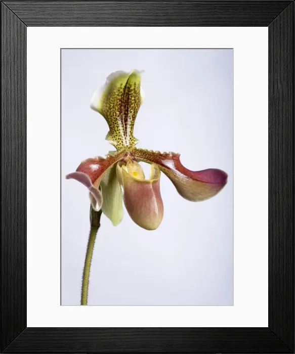 Framed Print : Picture No. 10896562 Framed Print : Picture No. 10896562