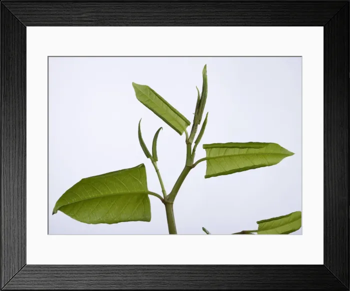 Framed Print : Picture No. 10896560 Framed Print : Picture No. 10896560