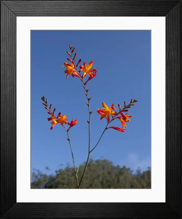 Framed Print : Picture No. 10896566 Framed Print : Picture No. 10896566