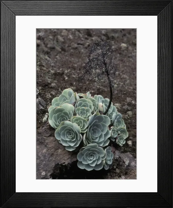 Framed Print : Picture No. 10896563 Framed Print : Picture No. 10896563