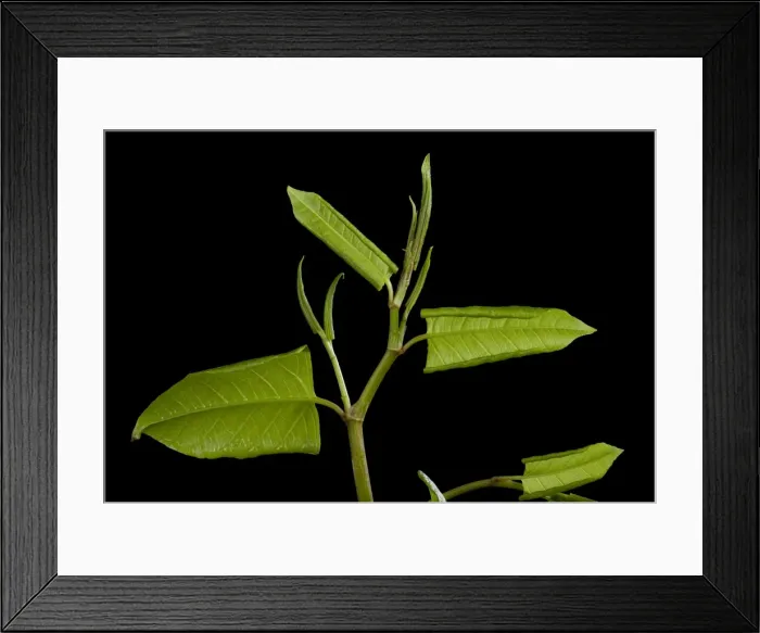 Framed Print : Picture No. 10896567