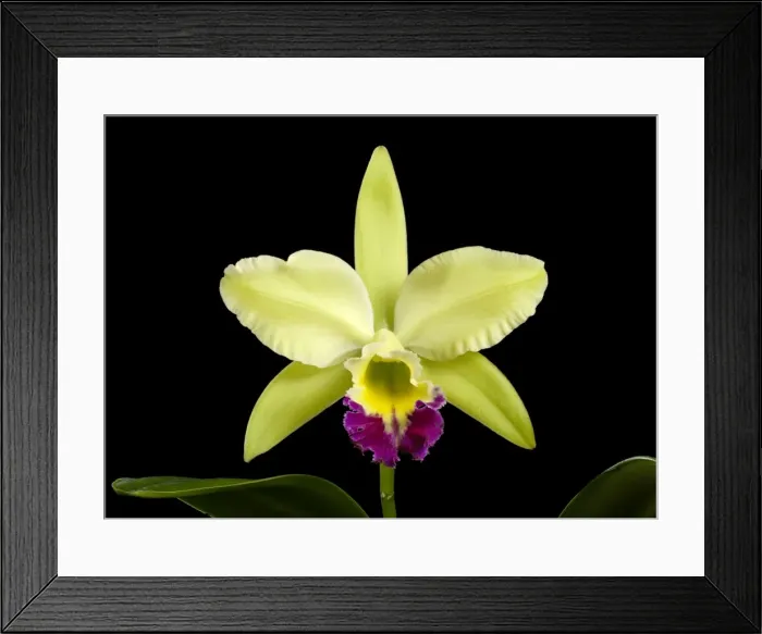 Framed Print : Picture No. 10896569 Framed Print : Picture No. 10896569