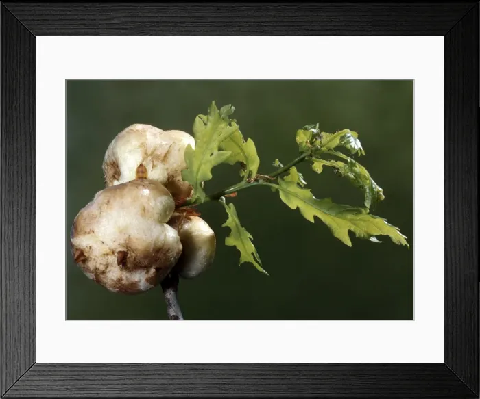 Framed Print : Picture No. 10896570 Framed Print : Picture No. 10896570