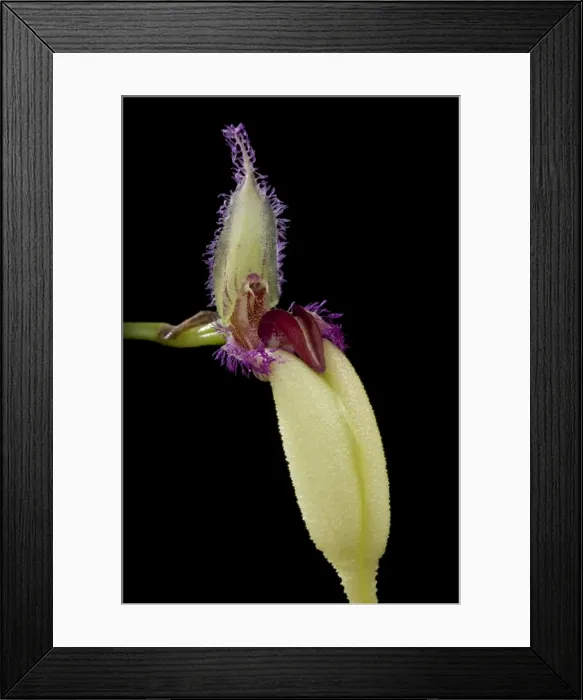 Framed Print : Picture No. 10896572 Framed Print : Picture No. 10896572