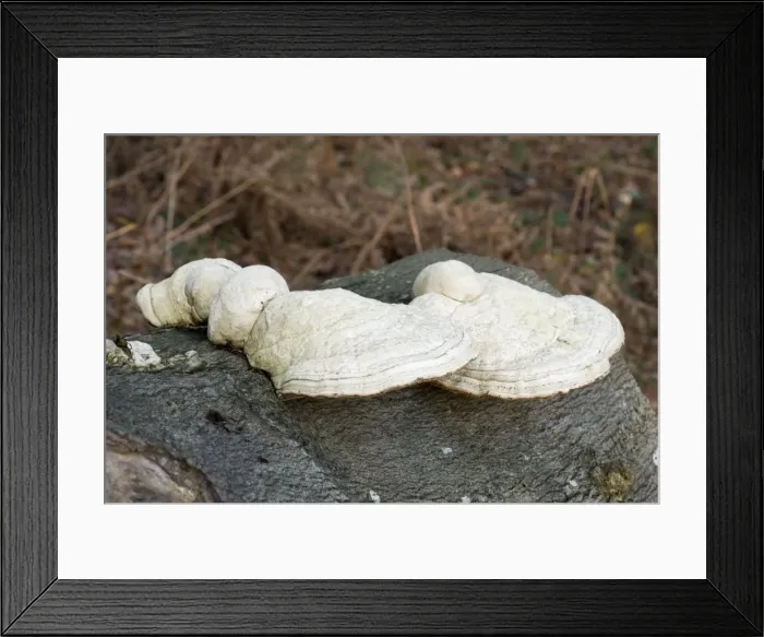 Framed Print : Picture No. 10896565 Framed Print : Picture No. 10896565