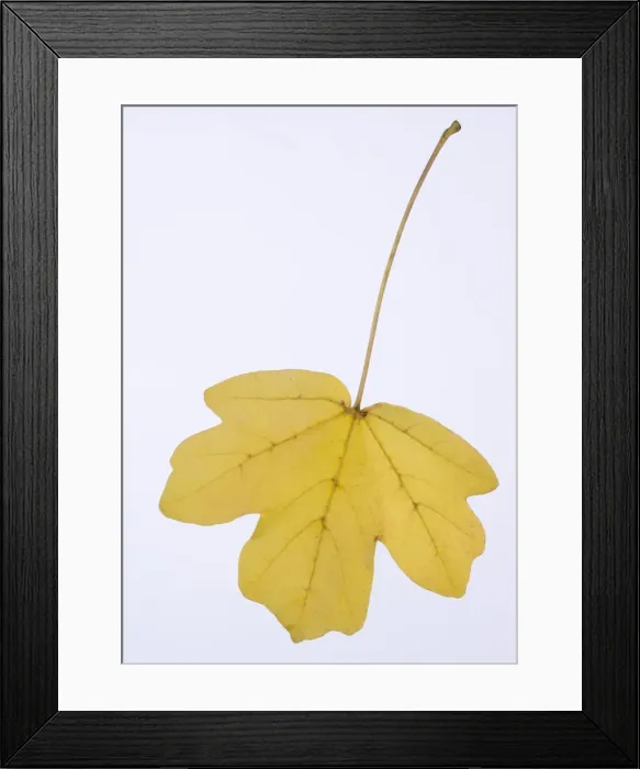 Framed Print : Picture No. 10896574 Framed Print : Picture No. 10896574