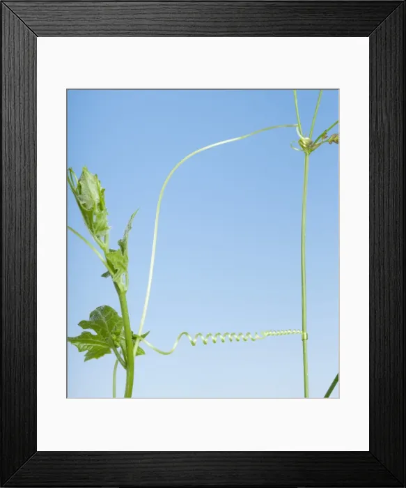 Framed Print : Picture No. 10896576