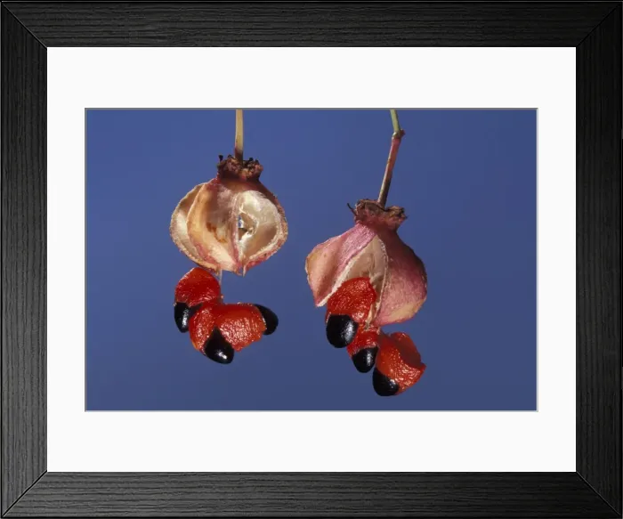 Framed Print : Picture No. 10896577 Framed Print : Picture No. 10896577