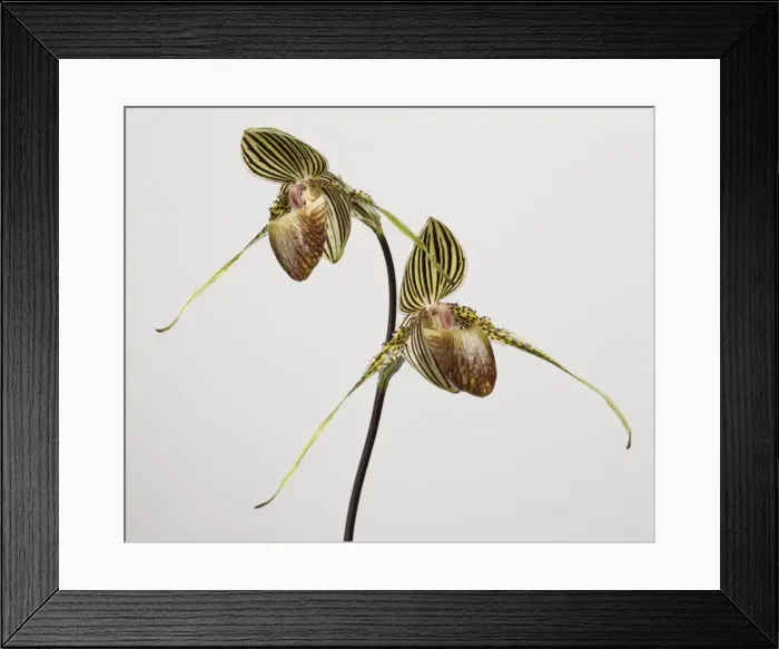 Framed Print : Picture No. 10896580 Framed Print : Picture No. 10896580