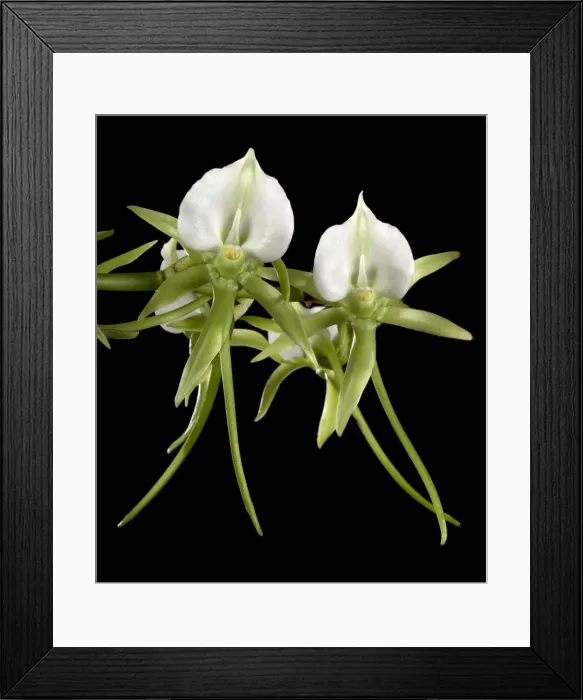 Framed Print : Picture No. 10896581 Framed Print : Picture No. 10896581