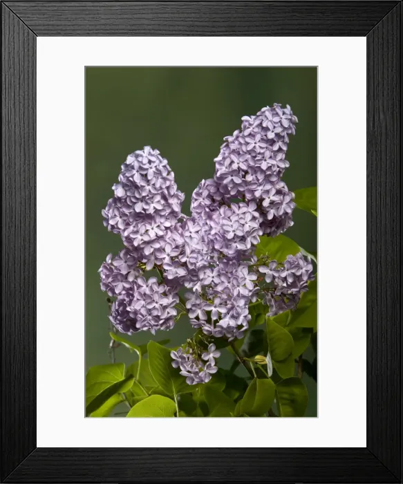 Framed Print : Picture No. 10896575 Framed Print : Picture No. 10896575