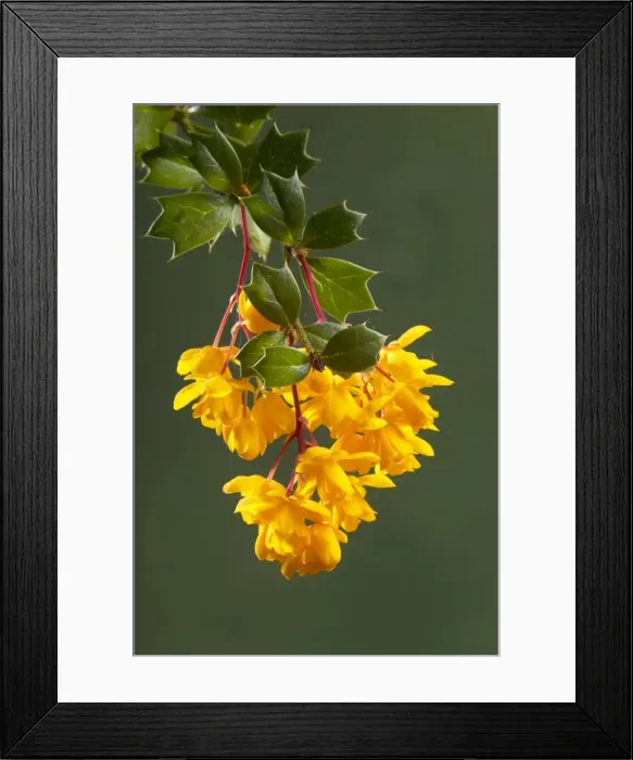 Framed Print : Picture No. 10896586 Framed Print : Picture No. 10896586