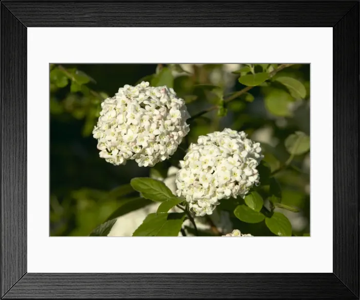 Framed Print : Picture No. 10896578 Framed Print : Picture No. 10896578