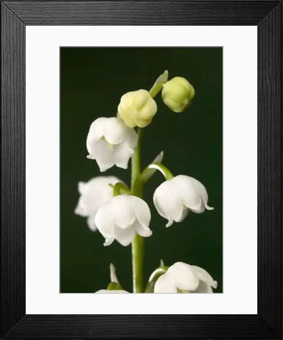 Framed Print : Picture No. 10896587