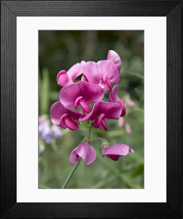 Framed Print : Picture No. 10896591 Framed Print : Picture No. 10896591
