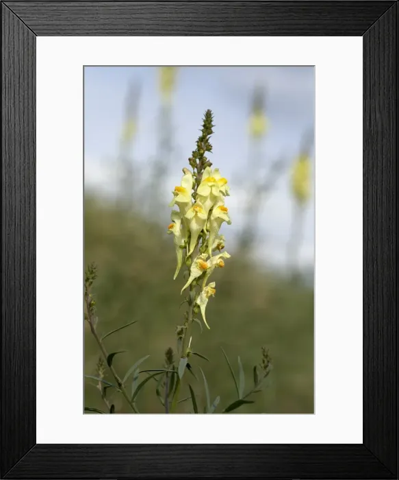 Framed Print : Picture No. 10896592 Framed Print : Picture No. 10896592