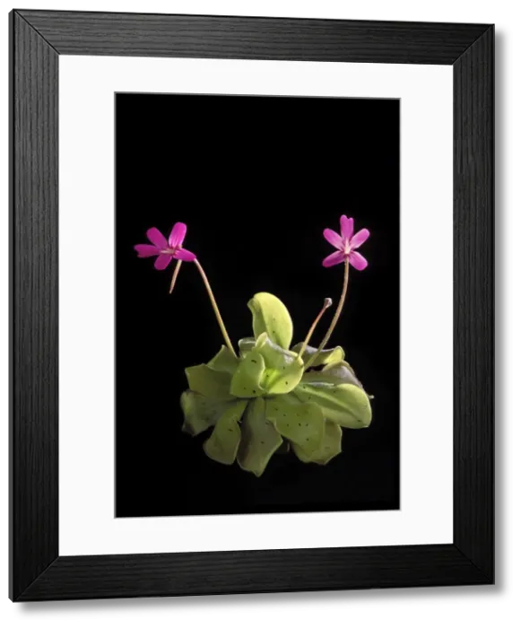 Framed Print : Picture No. 10896588 Framed Print : Picture No. 10896588