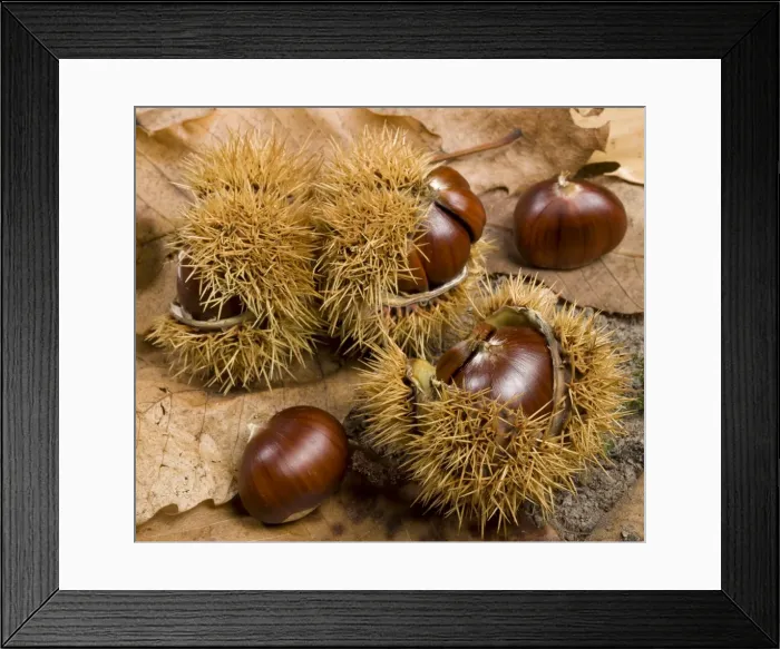 Framed Print : Picture No. 10896595 Framed Print : Picture No. 10896595