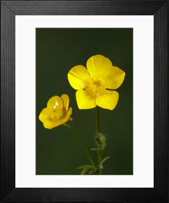 Framed Print : Picture No. 10896593 Framed Print : Picture No. 10896593