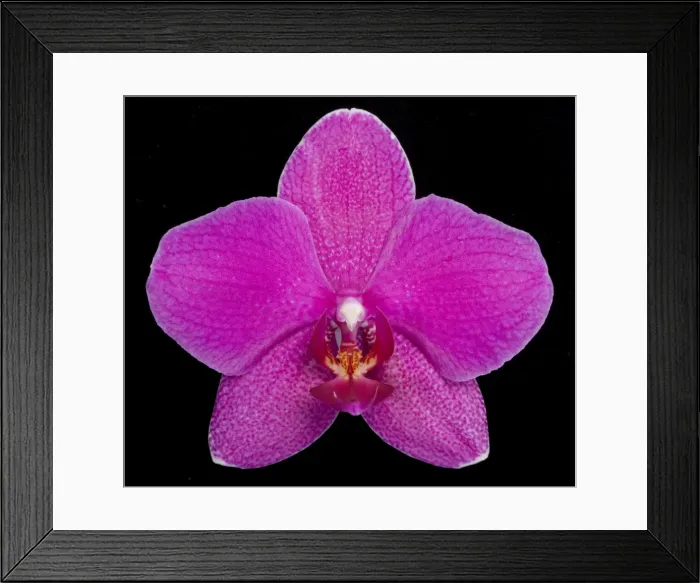 Framed Print : Picture No. 10896597 Framed Print : Picture No. 10896597
