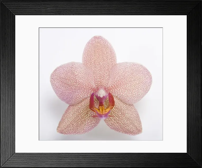 Framed Print : Picture No. 10896604 Framed Print : Picture No. 10896604