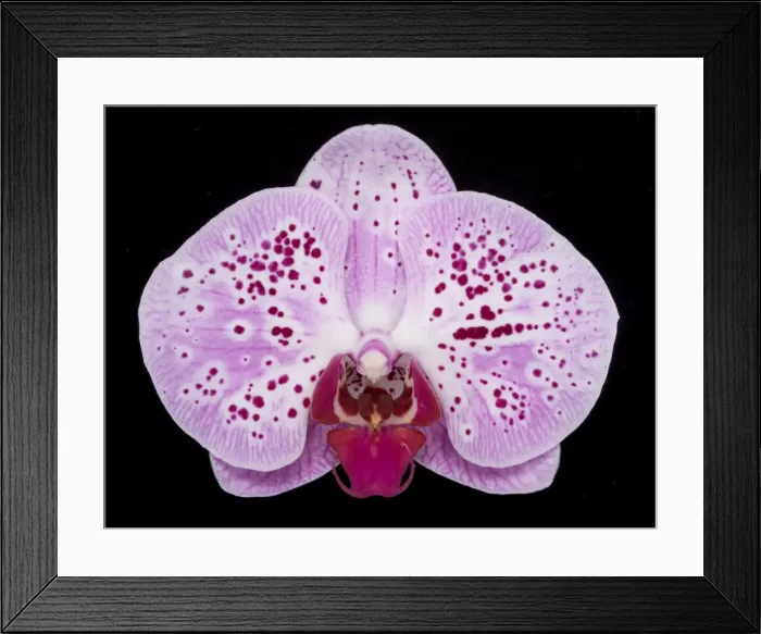 Framed Print : Picture No. 10896603 Framed Print : Picture No. 10896603