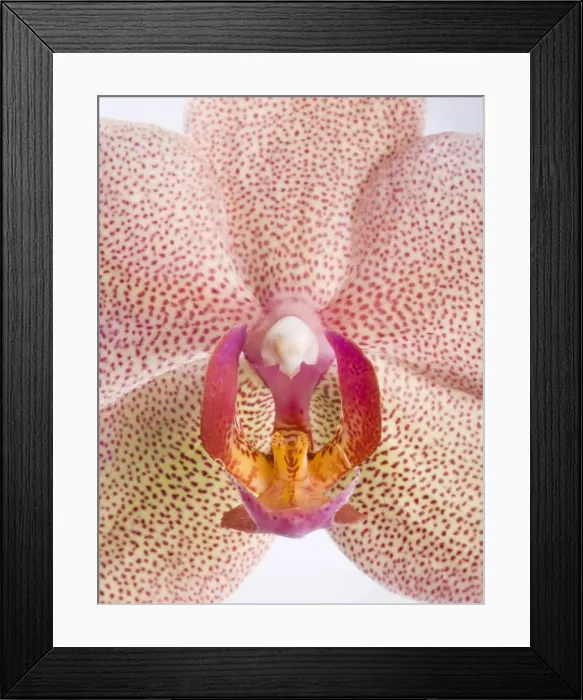 Framed Print : Picture No. 10896599 Framed Print : Picture No. 10896599