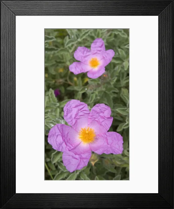 Framed Print : Picture No. 10896606