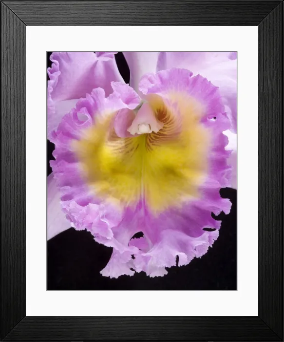 Framed Print : Picture No. 10896601