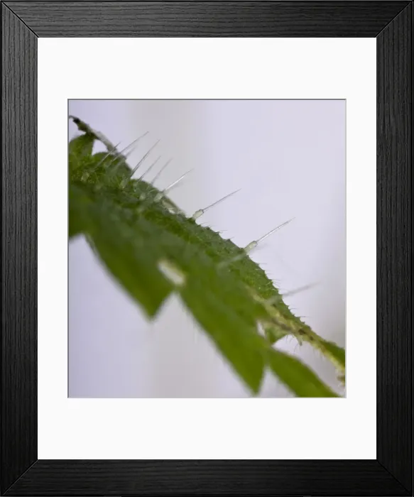 Framed Print : Picture No. 10896602 Framed Print : Picture No. 10896602
