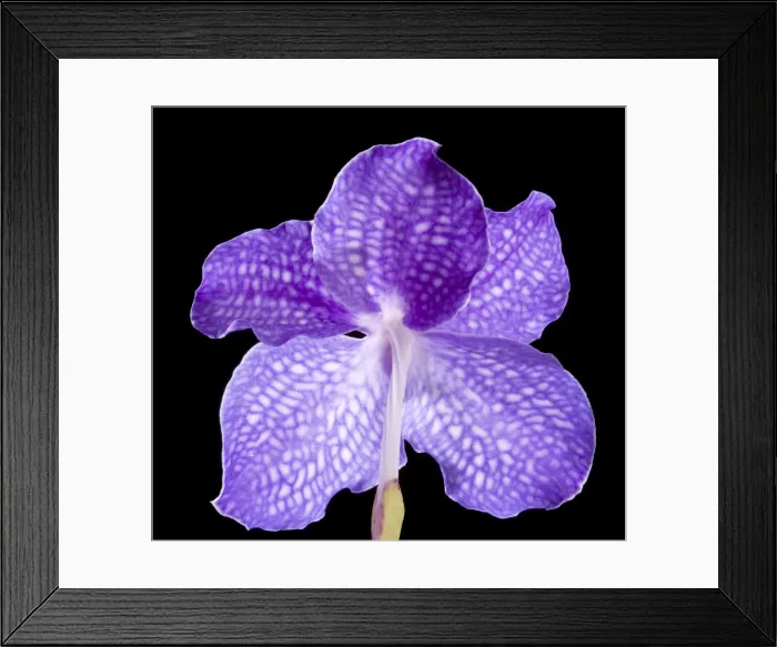 Framed Print : Picture No. 10896607 Framed Print : Picture No. 10896607
