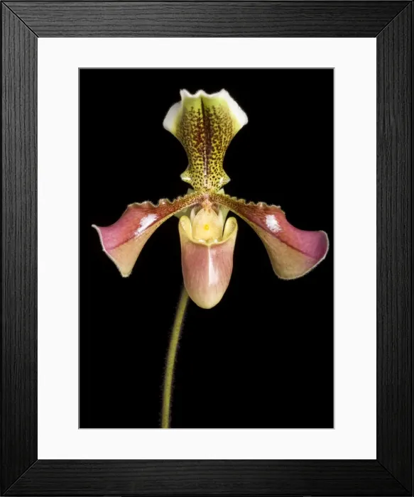 Framed Print : Picture No. 10896608 Framed Print : Picture No. 10896608