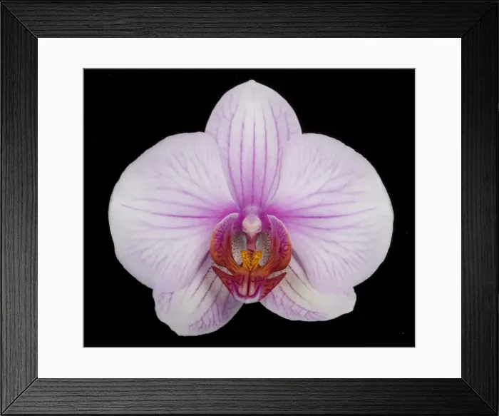 Framed Print : Picture No. 10896611 Framed Print : Picture No. 10896611